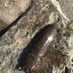 エギングランガン