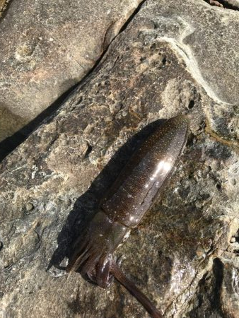 エギングランガン