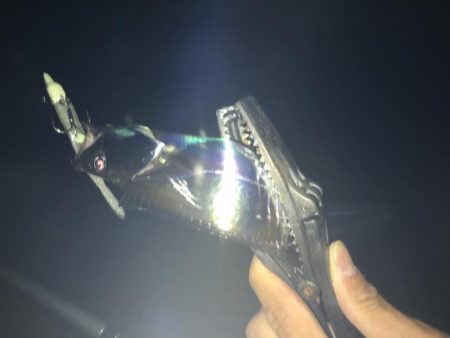 湾奥不調 からの貝塚好調(^O^)