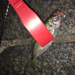 アジング成功！