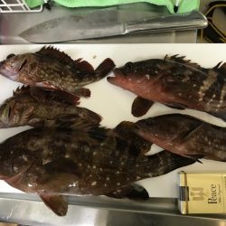 夕まずめからのロックフィッシュ