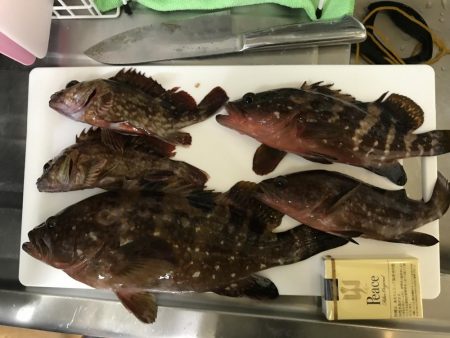 夕まずめからのロックフィッシュ