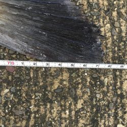 タチウオとシーバス