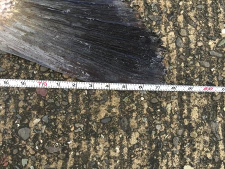 タチウオとシーバス