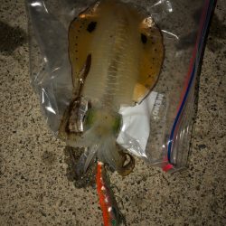 良型になってます