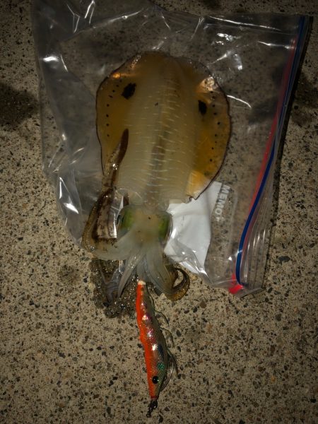 良型になってます