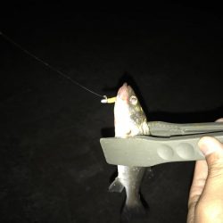 ワインドからのライトゲーム