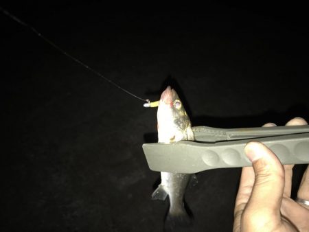 ワインドからのライトゲーム