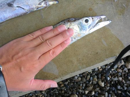 タチウオ爆釣ｗ入れ食い状態ｗ