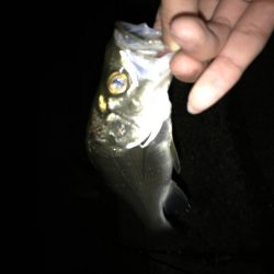 シーバス釣行遠征