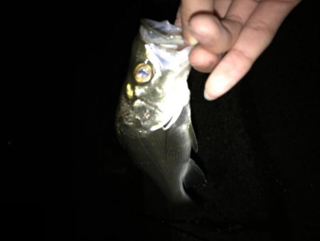 シーバス釣行遠征