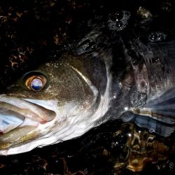 西宮浜　スケートボードパーク前　マルチ
