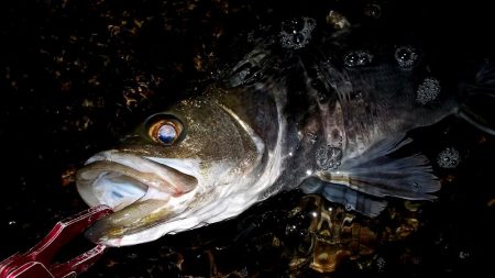 西宮浜　スケートボードパーク前　マルチ