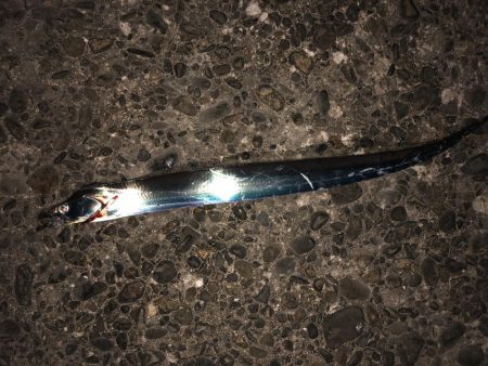 タチウオ行ってきました