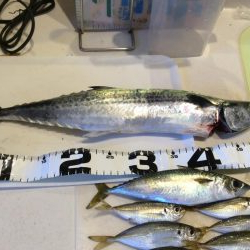 ライトショアジギング