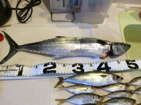 ライトショアジギング