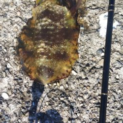 午後からちょこっとだけ