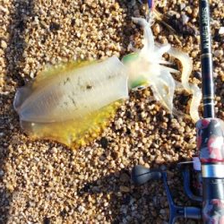 サーフエギング