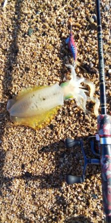 サーフエギング