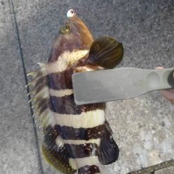 秋晴れのアジング