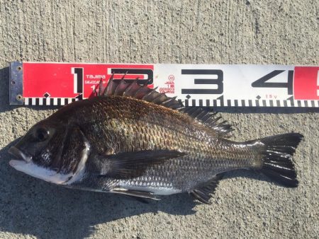 今週の釣果報告！１０月１３日（土）