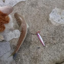 久々のエソさん