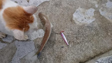 久々のエソさん