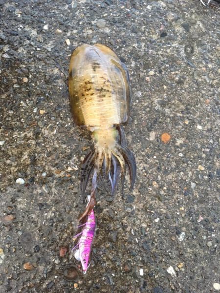 まぁまぁのサイズ