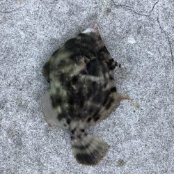 ショアジギング