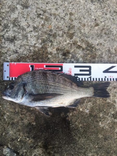 今週の釣果報告！10月20日（土）