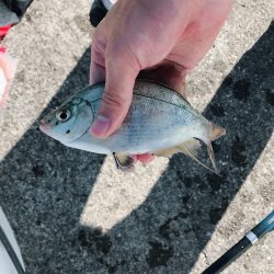 アジングであれが…