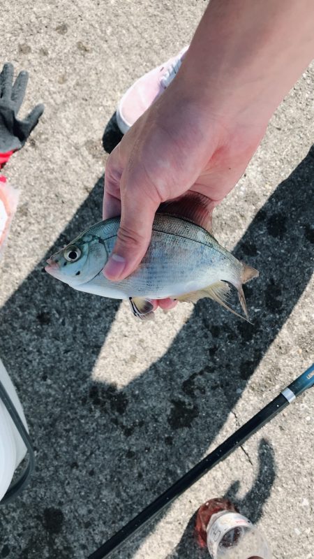 アジングであれが…