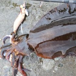 朝マズメエギング