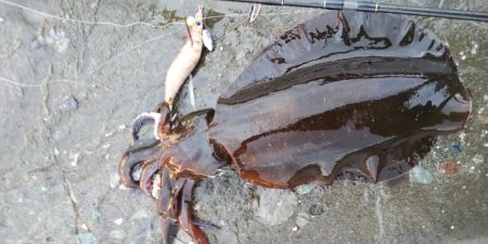 朝マズメエギング