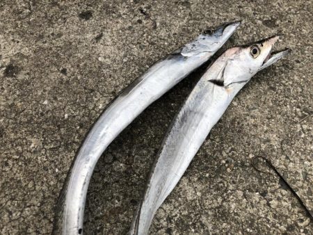 タチウオからのアオリイカ