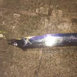 ハードルアーでもタチウオ