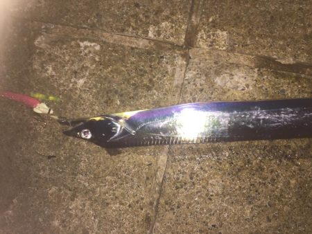 ハードルアーでもタチウオ