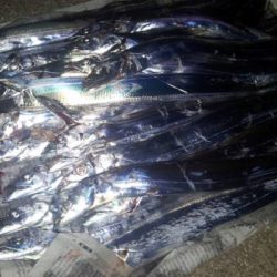 まさかのタチウオ25匹