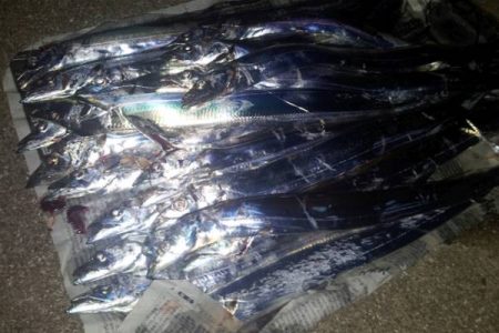 まさかのタチウオ25匹