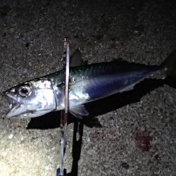 タチウオ留守、サバ留守番