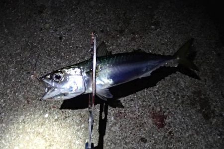 タチウオ留守、サバ留守番