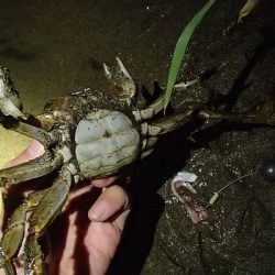 モクズガニ釣り その1