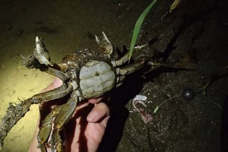 モクズガニ釣り その1