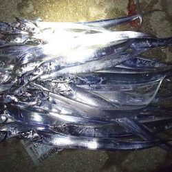 帰ってきたタチウオくん