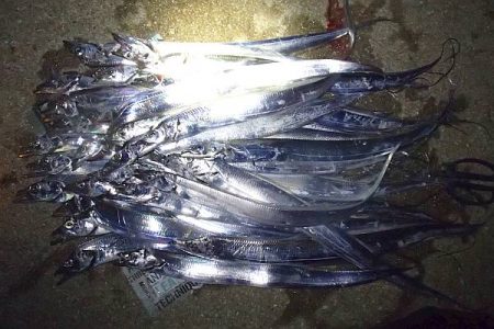 帰ってきたタチウオくん