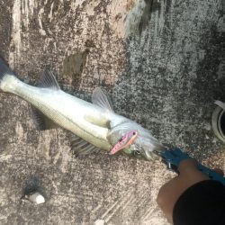 ライトショアジギング