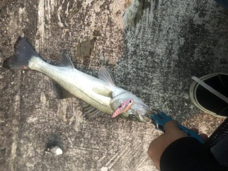 ライトショアジギング