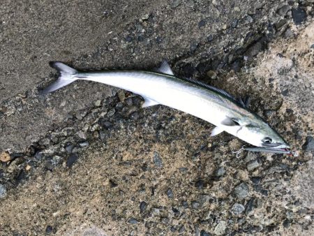 ショアジギング