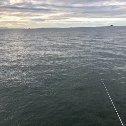 サビキのちノマセ