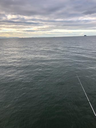 サビキのちノマセ